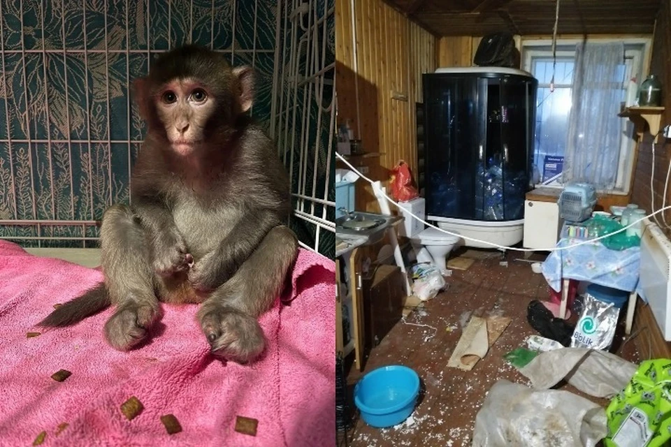 Животные жили в заброшенном доме. ФОТО: Центр реабилитации животных "Верность"