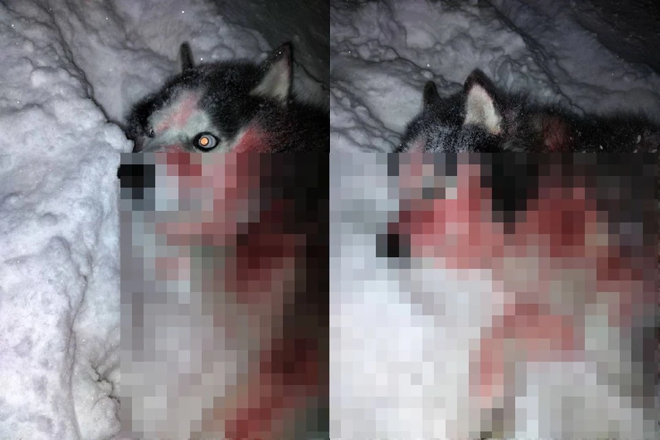 Спасти животное не удалось. Фото: Телеграм-канал heip_husky_nsk.