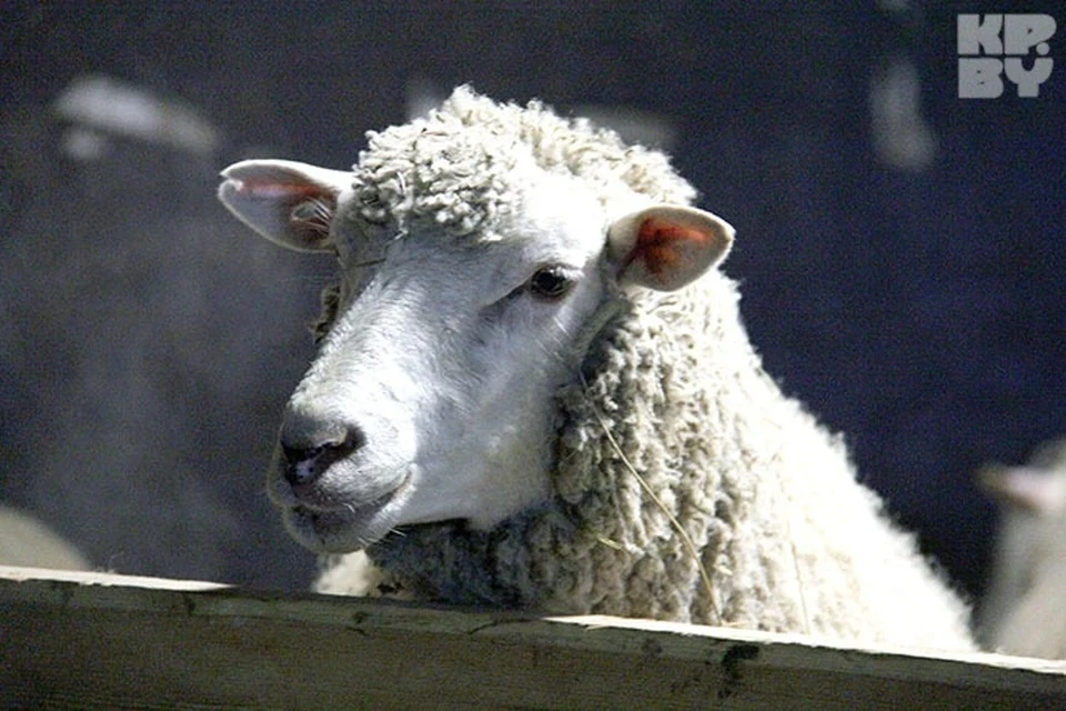 Пенсионеркам предложили купить по заоблачной цене одеяла из овечьей шерсти.
