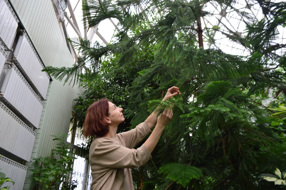 Сотрудник орготдела Наталья Балабенко показала араукарию - предшественницу всех хвойных растений