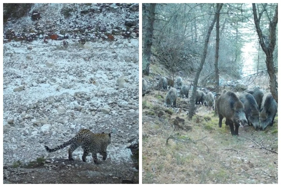 В Дагестане поделились снимками редкого переднеазиатского леопарда. В объектив фотоловушки попали и другие дикие звери. Фото: Минприроды РД