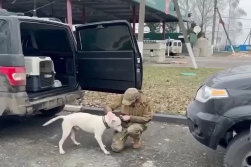 Питбуль вернулся домой. Фото: стоп-кадр видео.