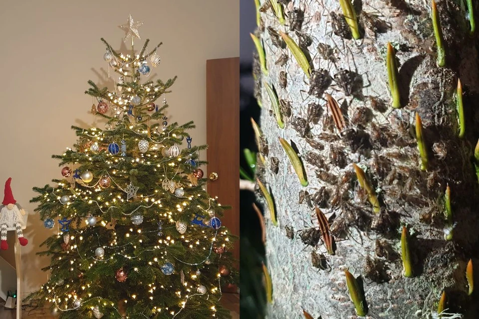 На стволе дерева новосибирец заметил полчища жуков. Фото: предоставлено Кириллом