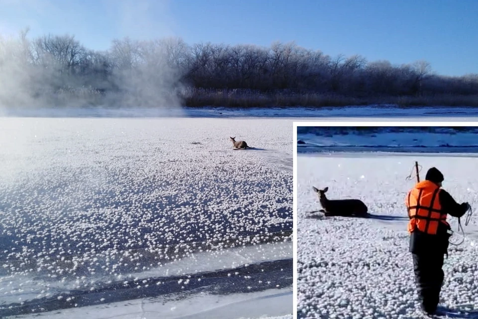 Самостоятельно животное уйти с тонкого льда просто не могло. Фото: областная служба спасения на водах