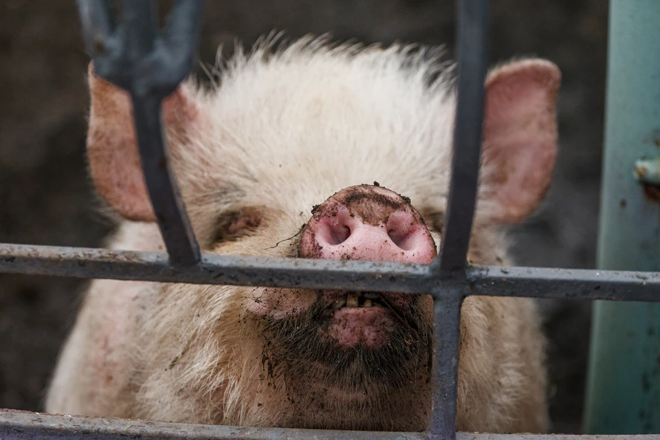 Вонзилась клыками в голень: свинья вновь едва не загрызла человека в Иркутской области