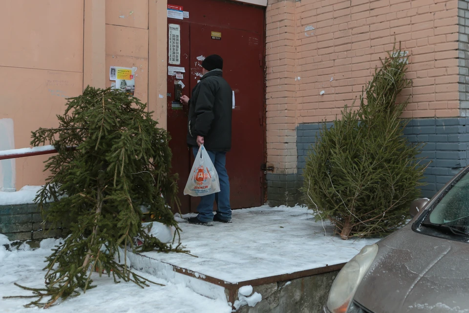Пункты приема новогодних елок в Санкт-Петербурге в 2023 году