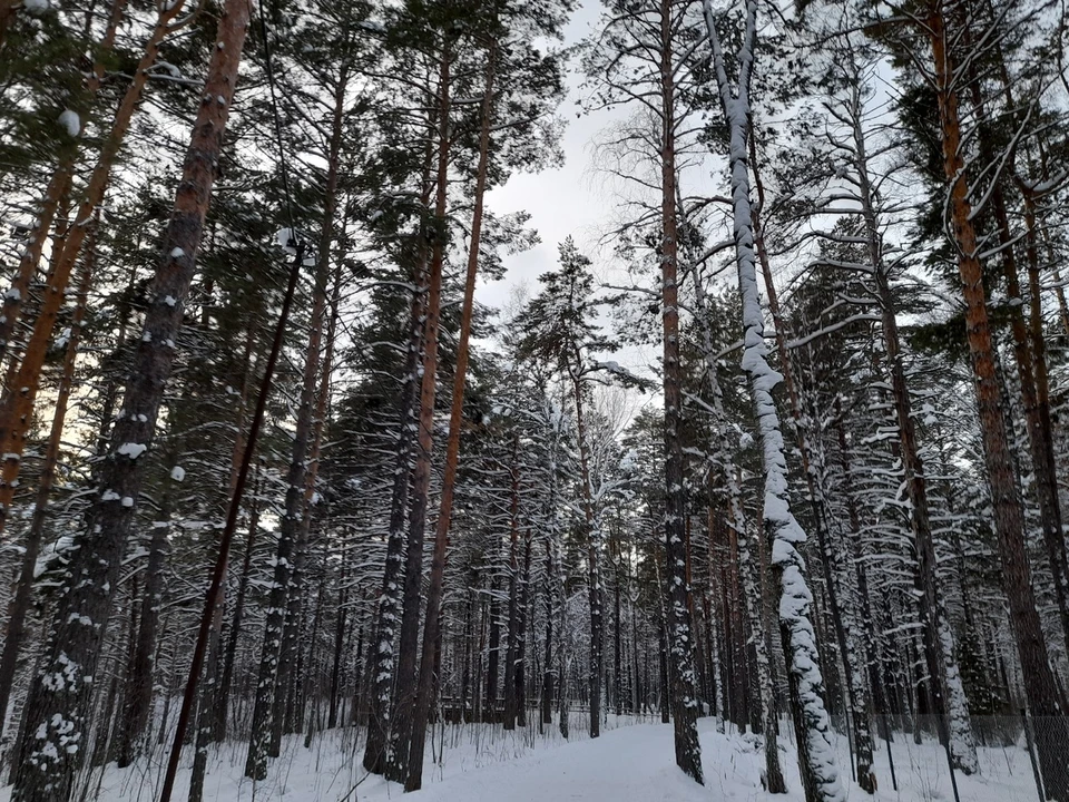 Погода на Ямале на 12 января