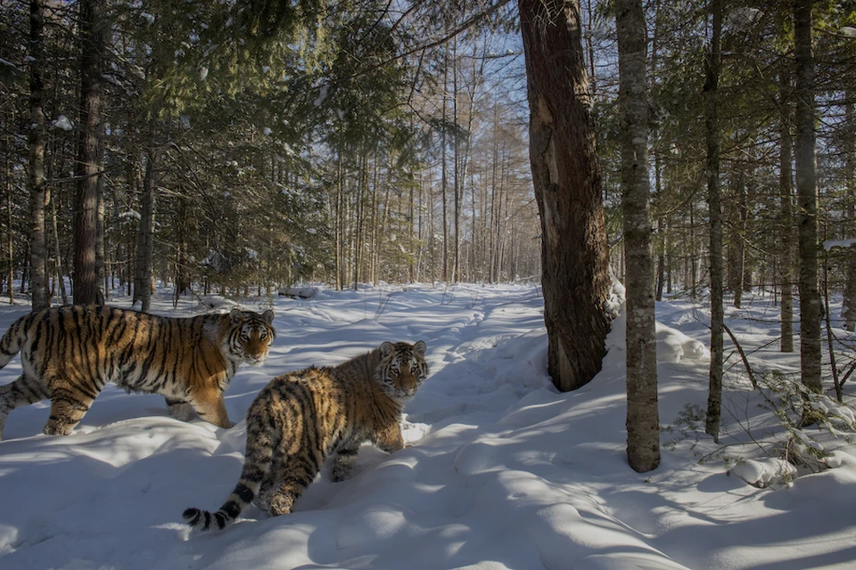 Амурские, или уссурийские, тигры. Фото: Sascha Fonseca // АНО «Центр «Амурский тигр»