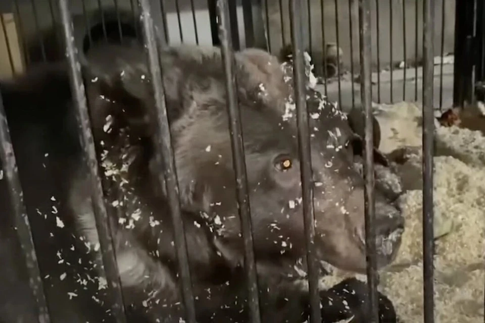 Цирковых медведей и собак, найденных в клетках на окраине Новосибирска, выхаживают зоозащитники. Фото: Кадр из видео/ВООП