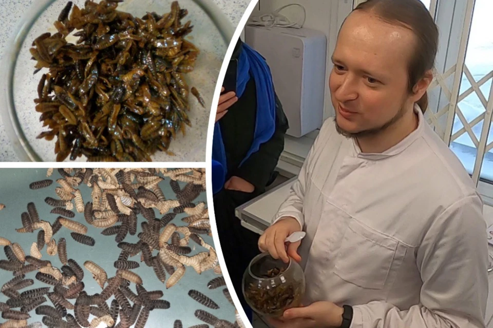 Ученые устроили дегустацию личинок мух в соевом соусе - на вкус как креветки