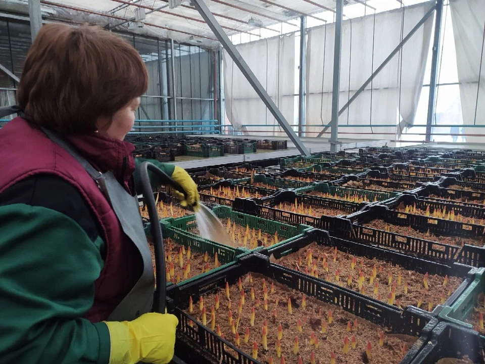 В теплицах растет 19 сортов тюльпанов Фото: администрация Красноярска