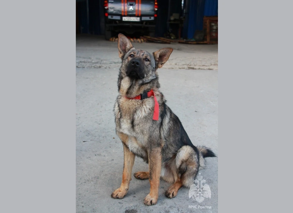Пес гордится тем, что может помочь своим друзьям-спасителям. Фото: ВК МЧС России по РК