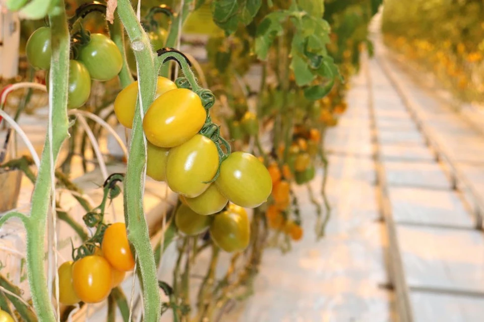 В 2022 году в Новосибирской области произведено 46 тысяч тонн тепличных овощей. Фото: Министерство сельского хозяйства НСО