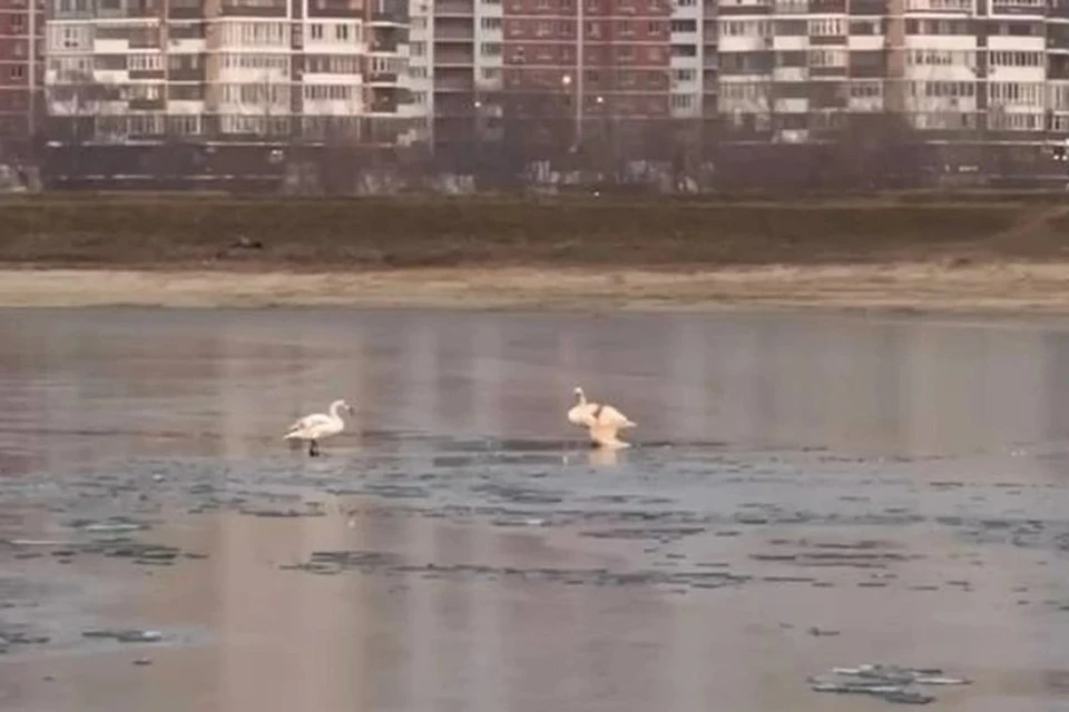 Лебедей обнаружили в озере со стороны аула Старобжегокай Адыгеи Фото: t.me/Klimovnews