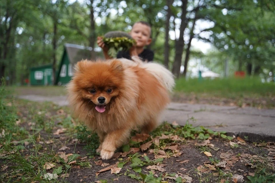 Детям младше 14 лет запрещено самостоятельно выгуливать собаку выше 40 см