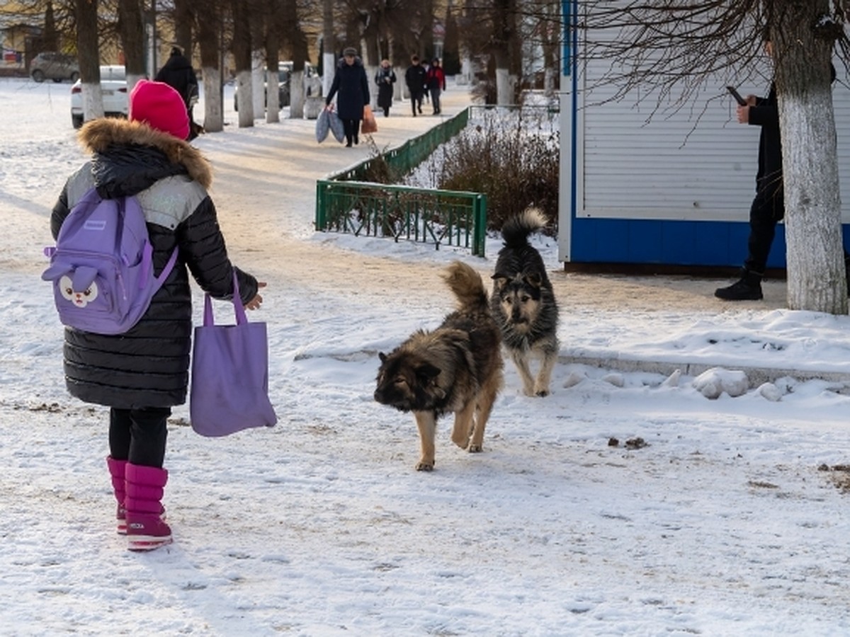 В Таганроге продолжается отлов бездомных животных - KP.RU