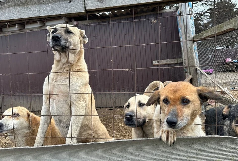 Собаки встретили комиссию лаем. Фото: тг-канал Романа Бублика