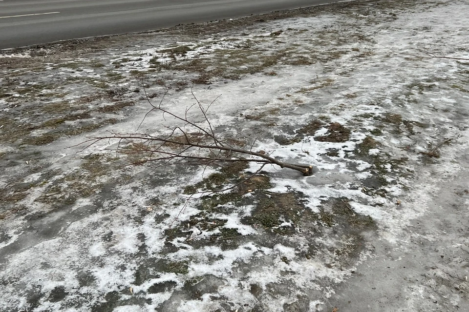 На Московском шоссе в Рязани вандалы снова ломают деревья. Фото: «Новости Рязани ВКонтакте».