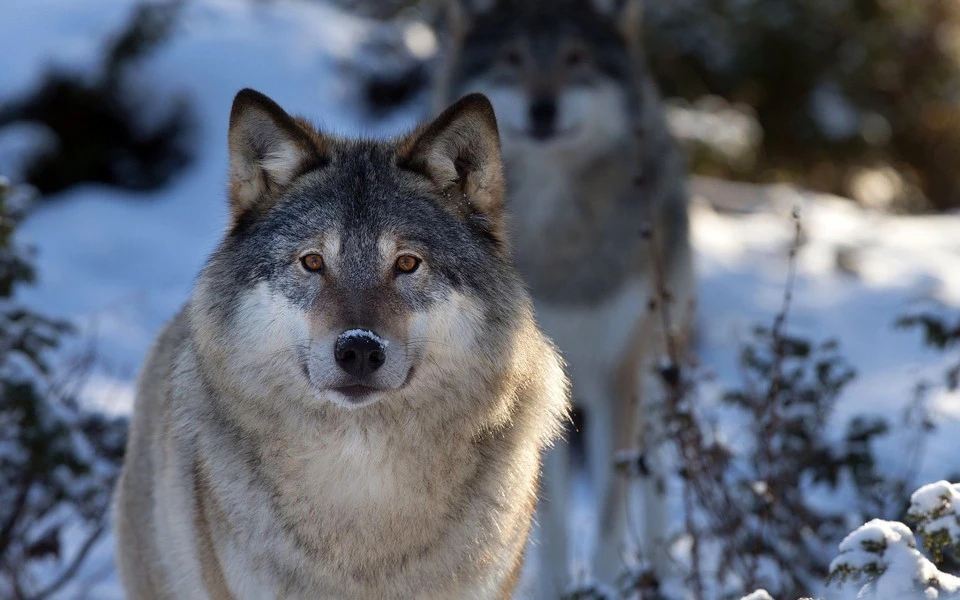 Охотникам разрешают отстрел волков в Забайкалье