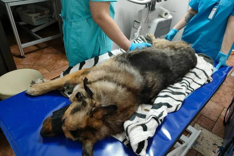 Примерзшую к пледу собаку из Ленобласти усыпили из-за неизлечимых болезней