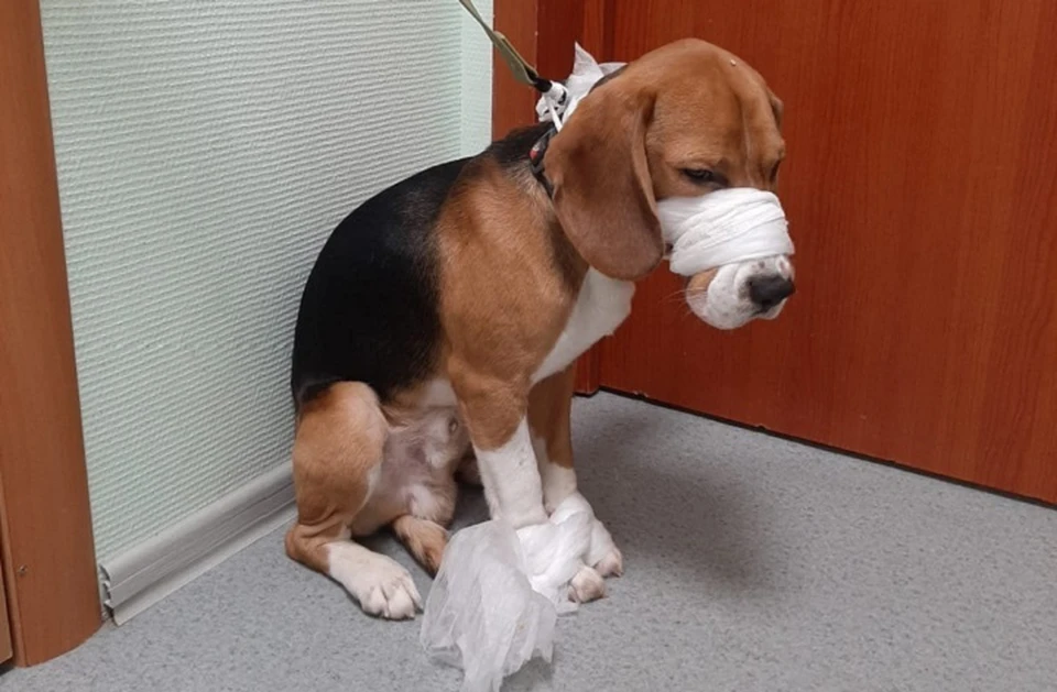Un empleado trae un perro beagle a la clínica. Foto: vk.com/shuvalovo_ozerki
