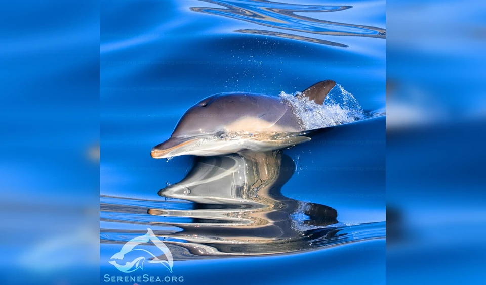 Дельфины нуждается в защите. Фото: Центр реабилитации дельфинов «Безмятежное Море»/VK