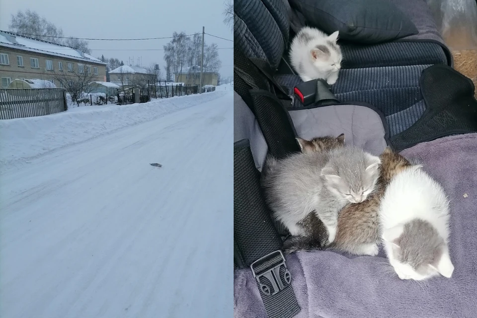 Котят пристроили за один вечер. Фото: Предоставлено героем публикации