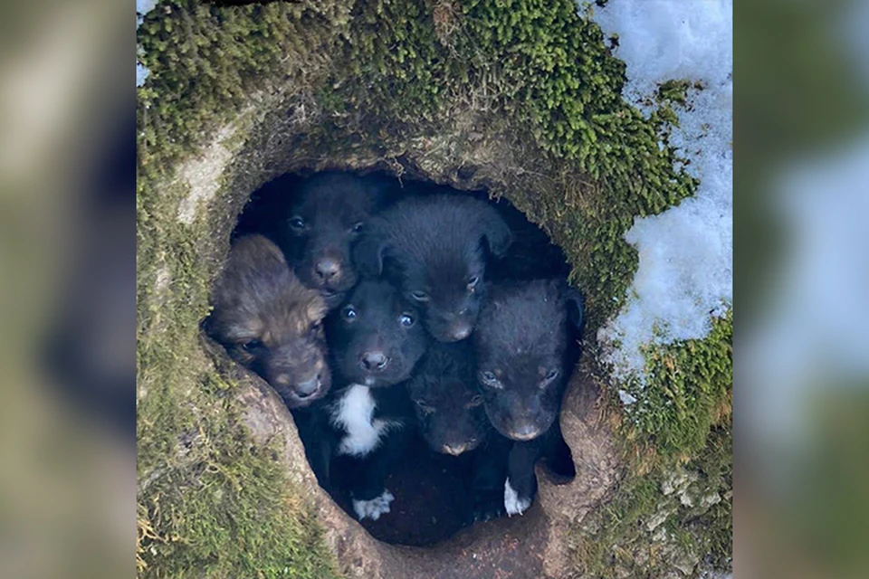12 одиноких щенят ютились в маленьком дупле. Фото: соц.сети мэра Железноводска