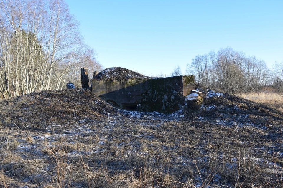 В прошлом году поисковики и волонтеры расчистили территорию вокруг укреплений участка оборонной линии. Фото: VK/Виктор Лыкошев