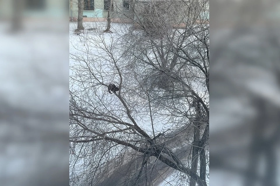 Фото: группа во «ВКонтакте» «ЗооСпас в Екатеринбурге»