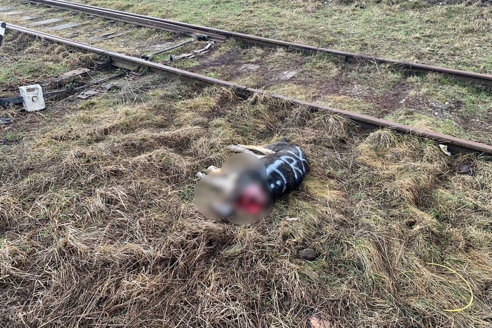 Собаку сбил поезд Фото: пресс-служба УМВД по Краснодару