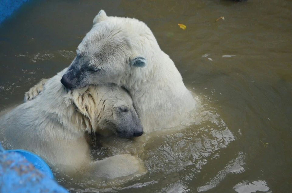 Милка и Сэрику живут дружно уже 10 лет. Фото: Пермский зоопарк.