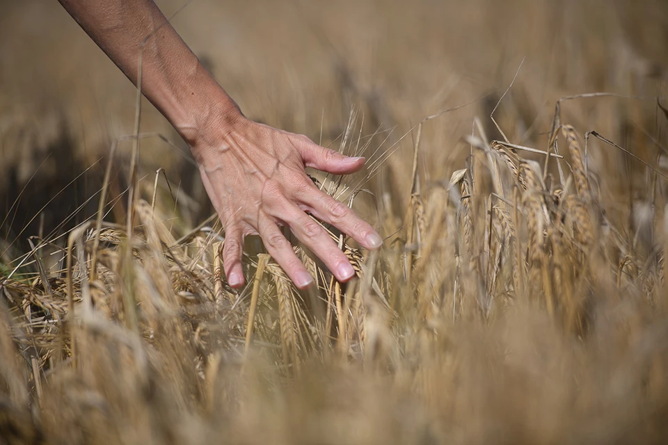 Украина заявила о желании продлить зерновую сделку.