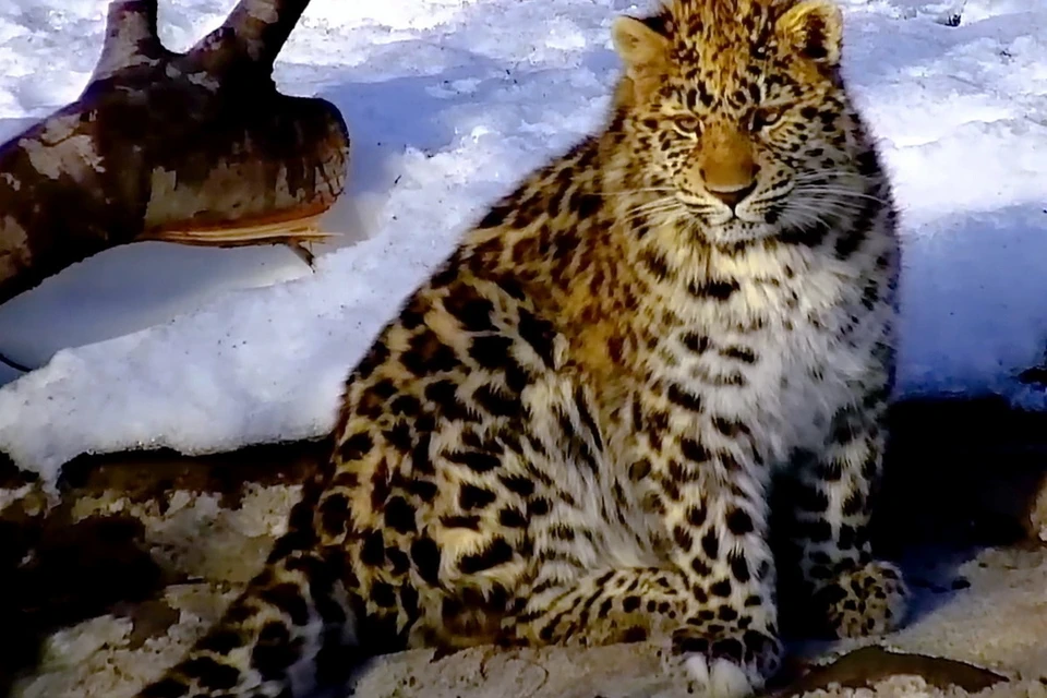 Новая камера поможет приморским специалистам дистанционно наблюдать за леопардом.