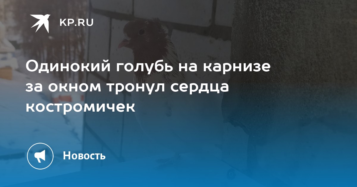 Один голубь на карнизе за окном