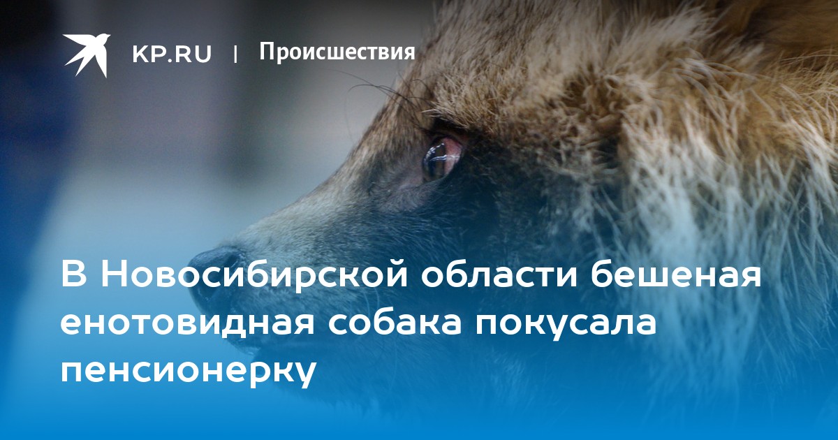 В Новосибирской области бешеная енотовидная собака покусала пенсионерку -  KP.RU