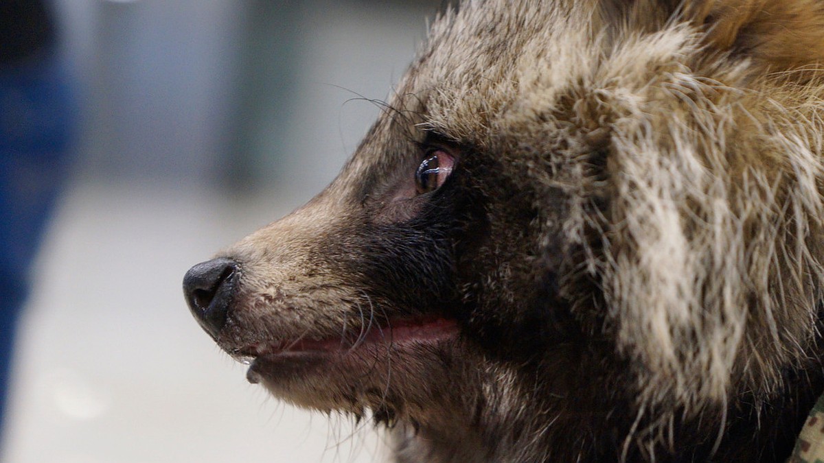 В Новосибирской области бешеная енотовидная собака покусала пенсионерку -  KP.RU