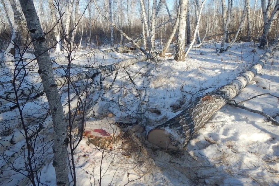 В Новосибирской области предпринимателя осудят за несчастный случай на лесозаготовке. Фото: СК РФ НСО.