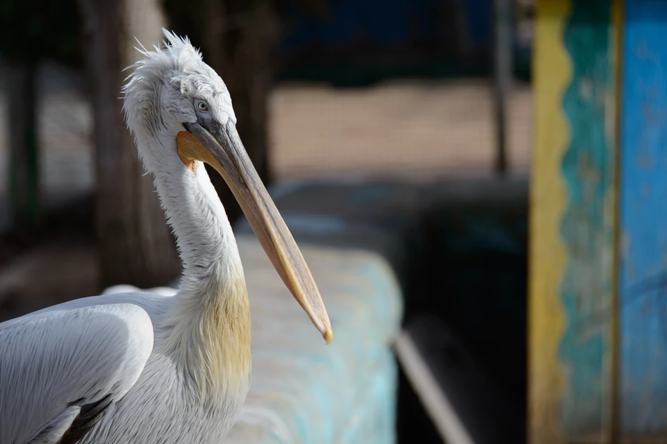 На набережной Солнечнодольска ставропольцы заметили пеликана.