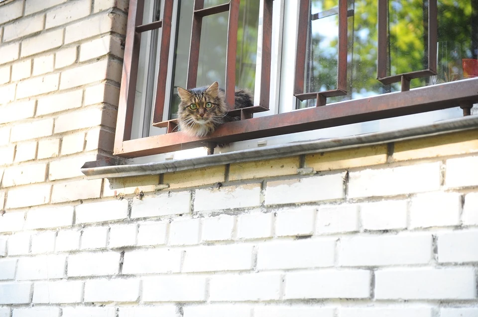 В Новосибирске пенсионерка ищет крупного кота Барсика, выпрыгнувшего из окна на Лазурной