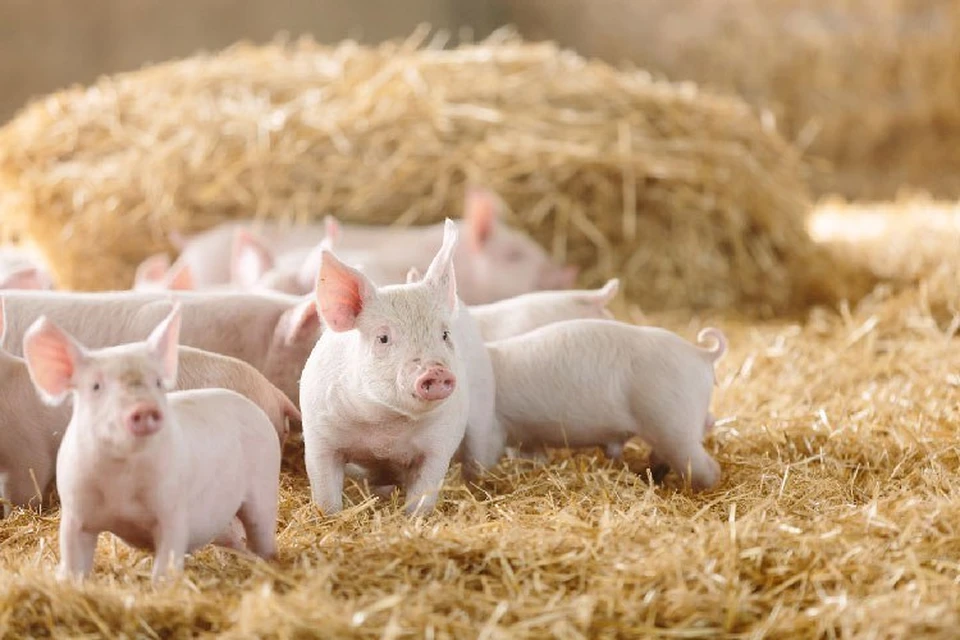 Новый случай африканской чумы свиней выявлен в Криулянском районе.