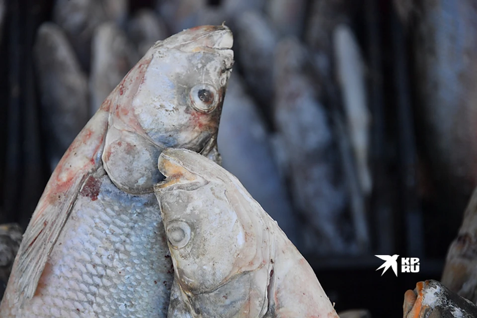 Власти Ямала следят за сохранением популяции рыб ценных пород