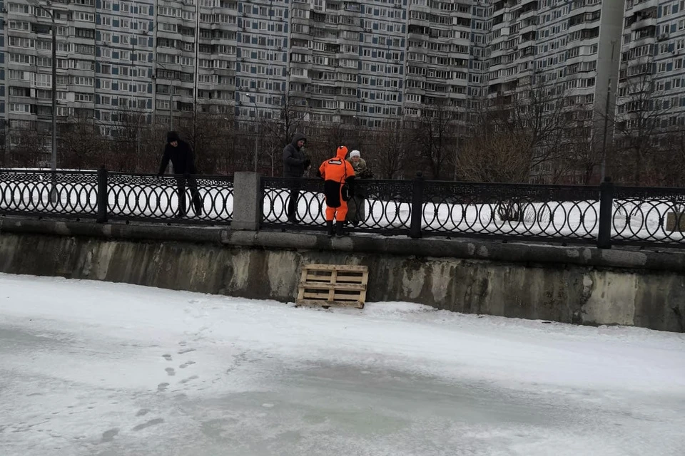 Стая ворон загнала кота на лед Москвы-реки. Фото: Департамент ГОЧСиПБ Москвы
