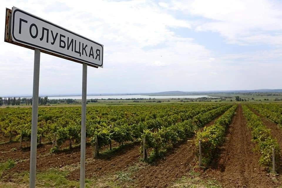 На Кубани впервые проведут всероссийский "День поля" для виноградарей. Фото: пресс-службы министерства сельского хозяйства и перерабатывающей промышленности Краснодарского края.