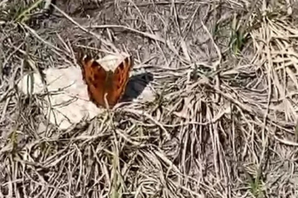 В Новосибирске в середине марта проснулись бабочки-крапивницы. Фото: Фото: скриншот из видео Алины Васильевой