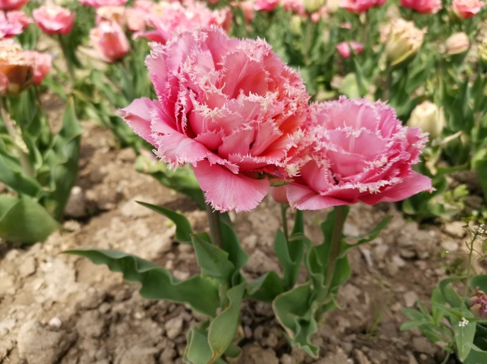В Никитском саду очень красивые тюльпаны. Фото: Наталия Вахрушева/Все растения Крыма/VK