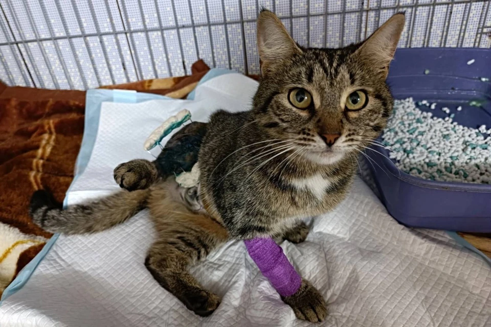 В воскресенье, 12 марта, кошку в экстренном порядке отправили на операцию. Фото: котопёсокафе «Мурррчим».