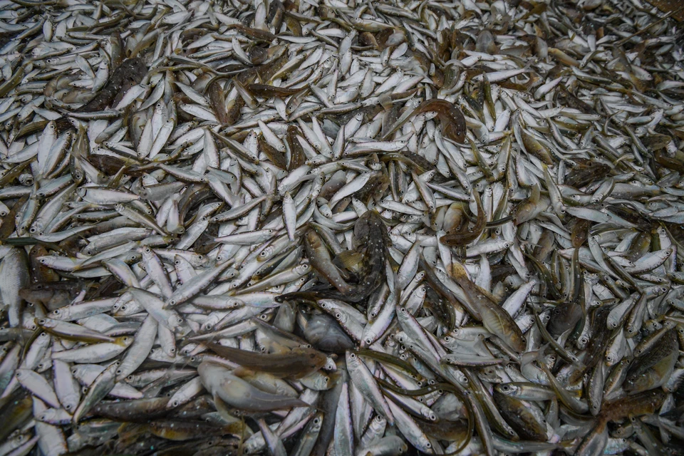 Данные по промысловому улову рыбы позволят прогнозировать состояние и запасы рыбы.