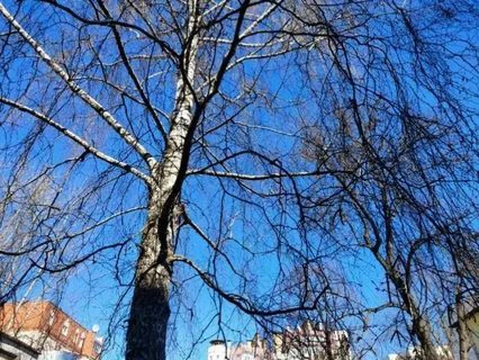 В четверг солнечно, без осадков.