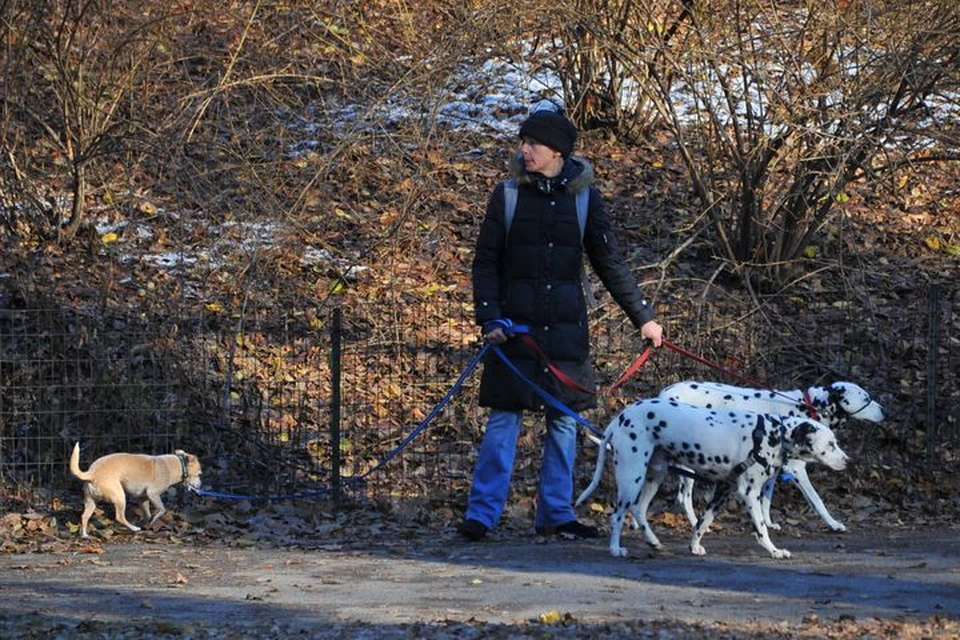 Для комфорта хозяев и их питомцев предстоит обустроить специальные зоны для прогулок.